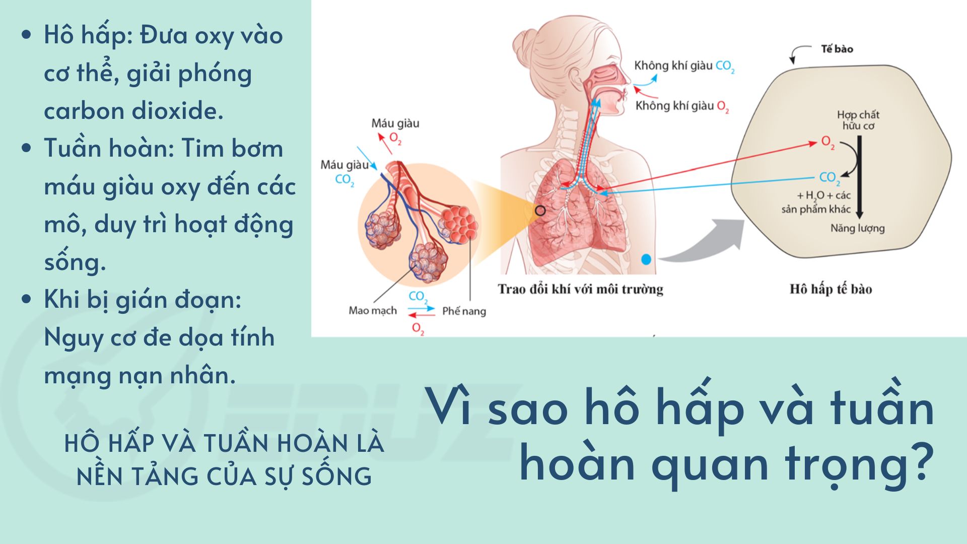 vi-sao-ho-hap-va-tuan-hoan-quan-trong